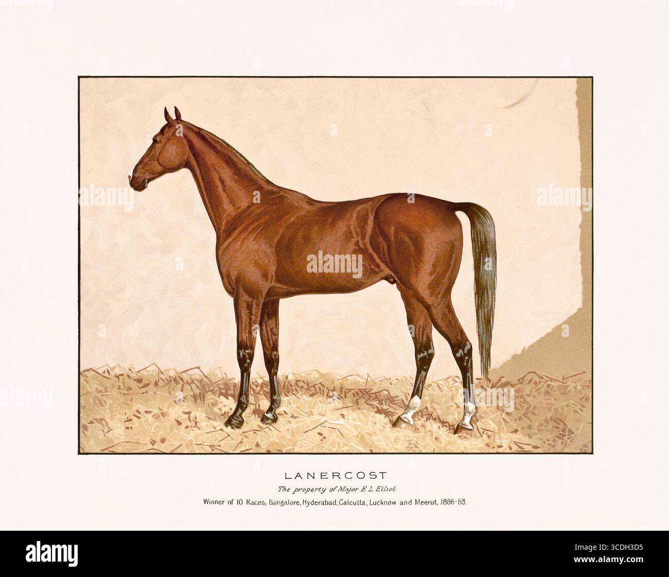 Illustration de chevaux arabes de 1894, publiée à Édimbourg et à Londres, montrant un portrait équestre détaillé et réaliste du XIXe siècle. Banque D'Images
