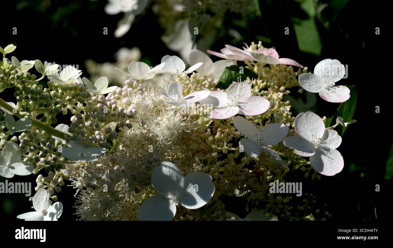 Une grappe vibrante de fleurs blanches et rose pâle prospère sous la douce lumière du soleil. Banque D'Images