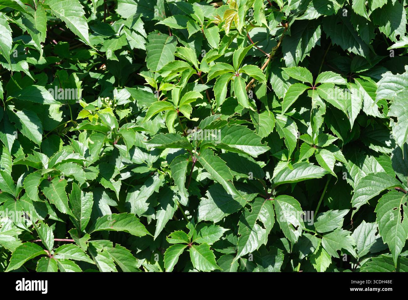 Un tapis luxuriant de feuilles vertes prospère sous le soleil éclatant, soulignant la beauté de la nature. Banque D'Images