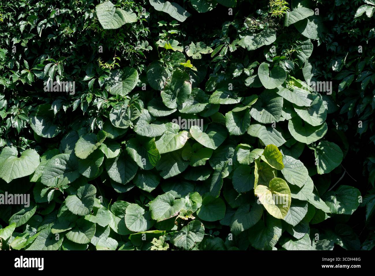 Un tapis vibrant de grandes feuilles vertes prospère sous le soleil chaud dans la retraite de la nature. Banque D'Images