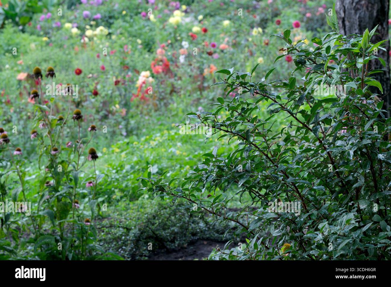 Une exposition colorée de fleurs sauvages prospère dans un cadre de campagne serein. Banque D'Images
