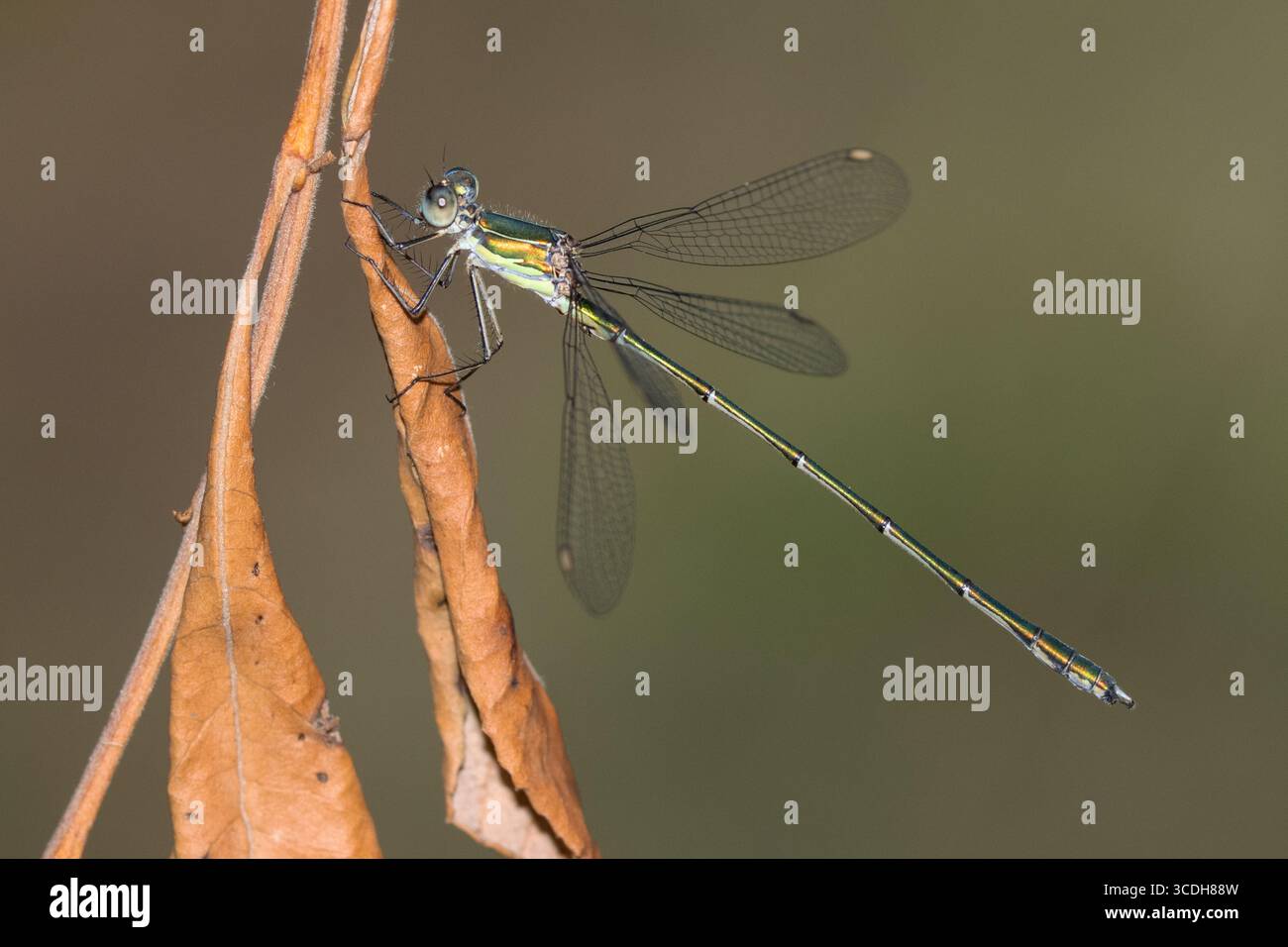 Willow Emerald libellule Banque D'Images