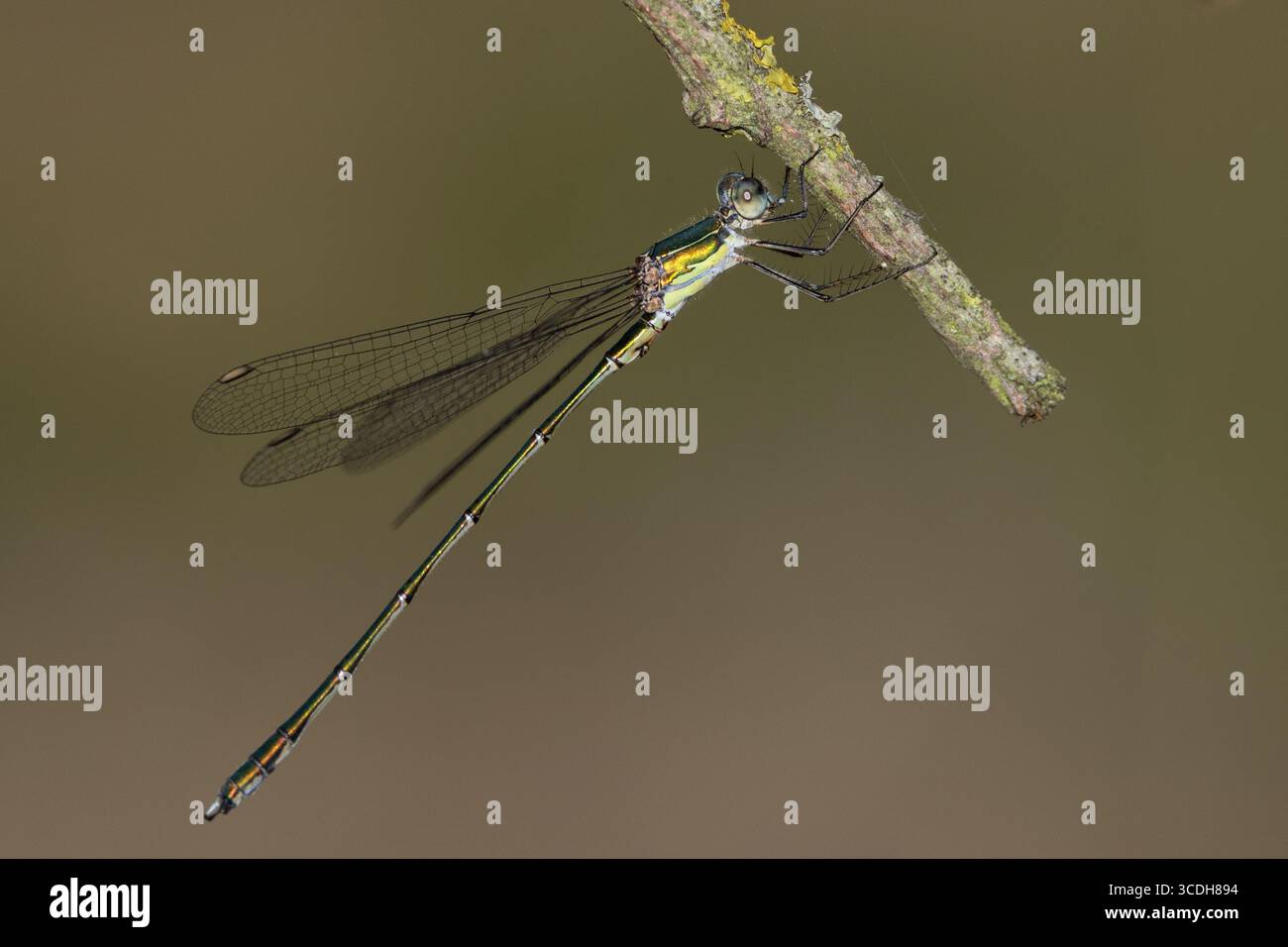 Willow Emerald libellule Banque D'Images