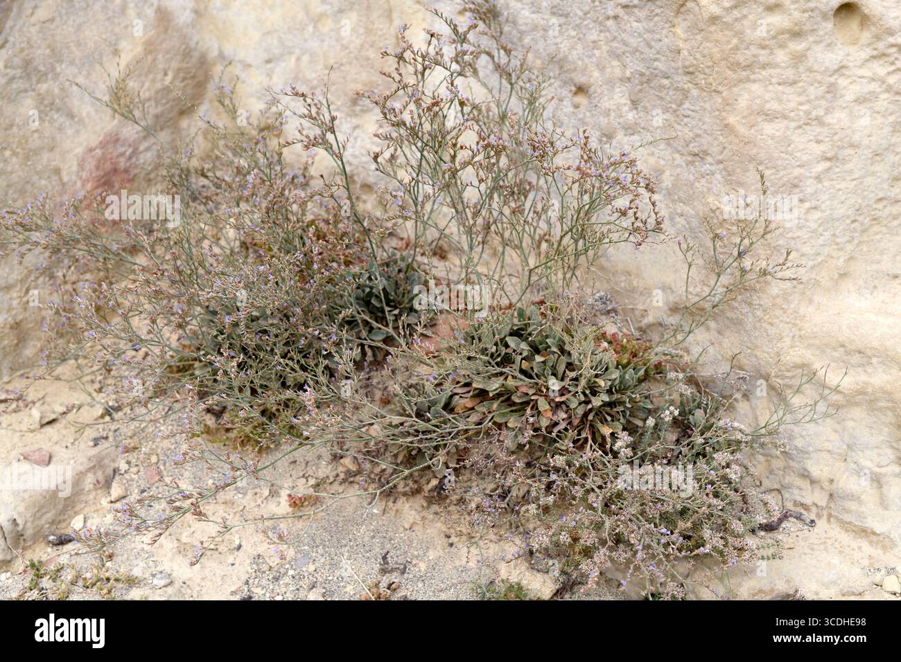 Limonium creticum est un asub-arbuste endémique de la falaise des grottes de Matala, en Crète, en Grèce. Banque D'Images