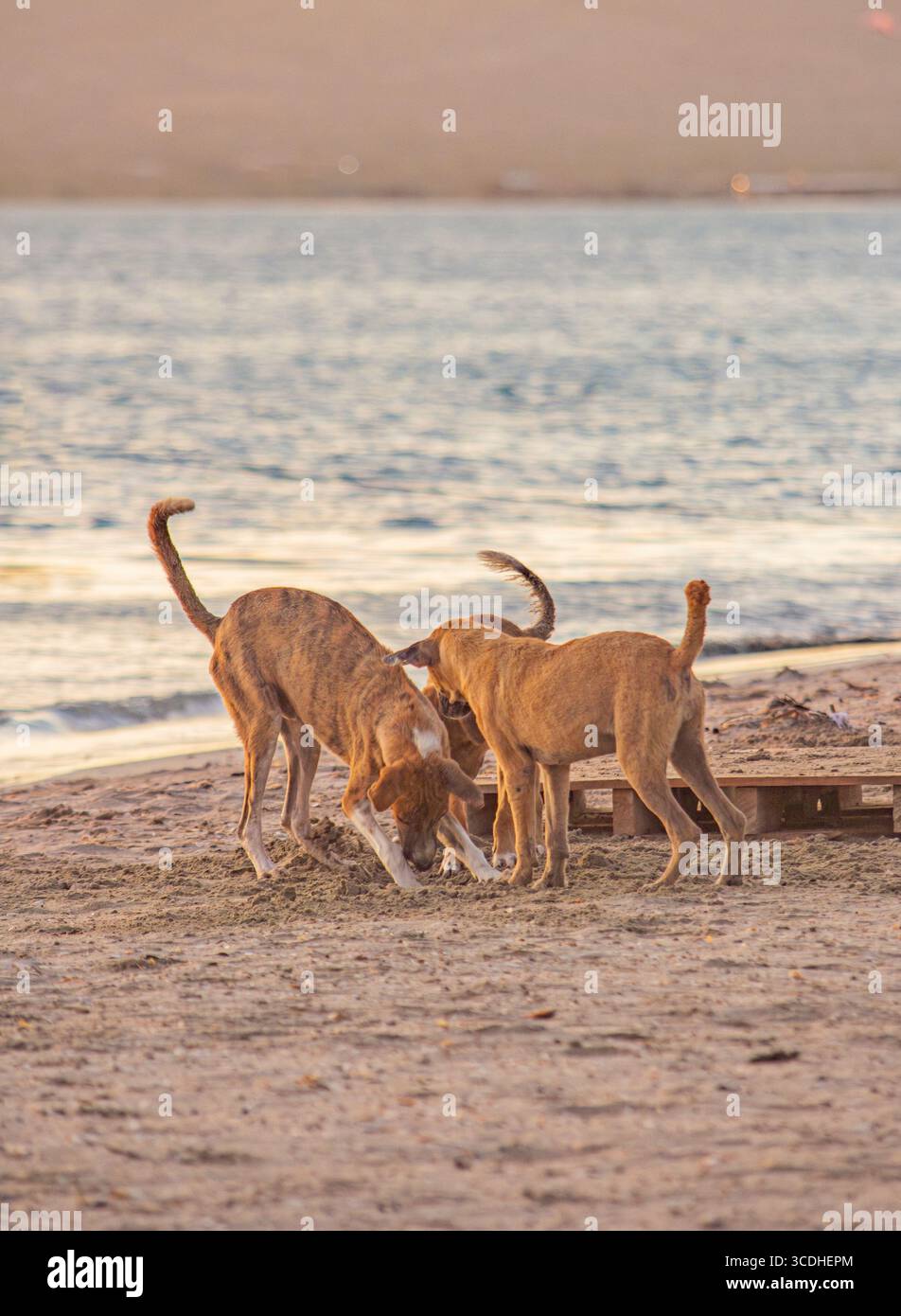 Deux chiens creusant dans le sable au bord de l'eau à Cabo de la Vela, la Guajira, Colombie, pendant le coucher du soleil. Banque D'Images