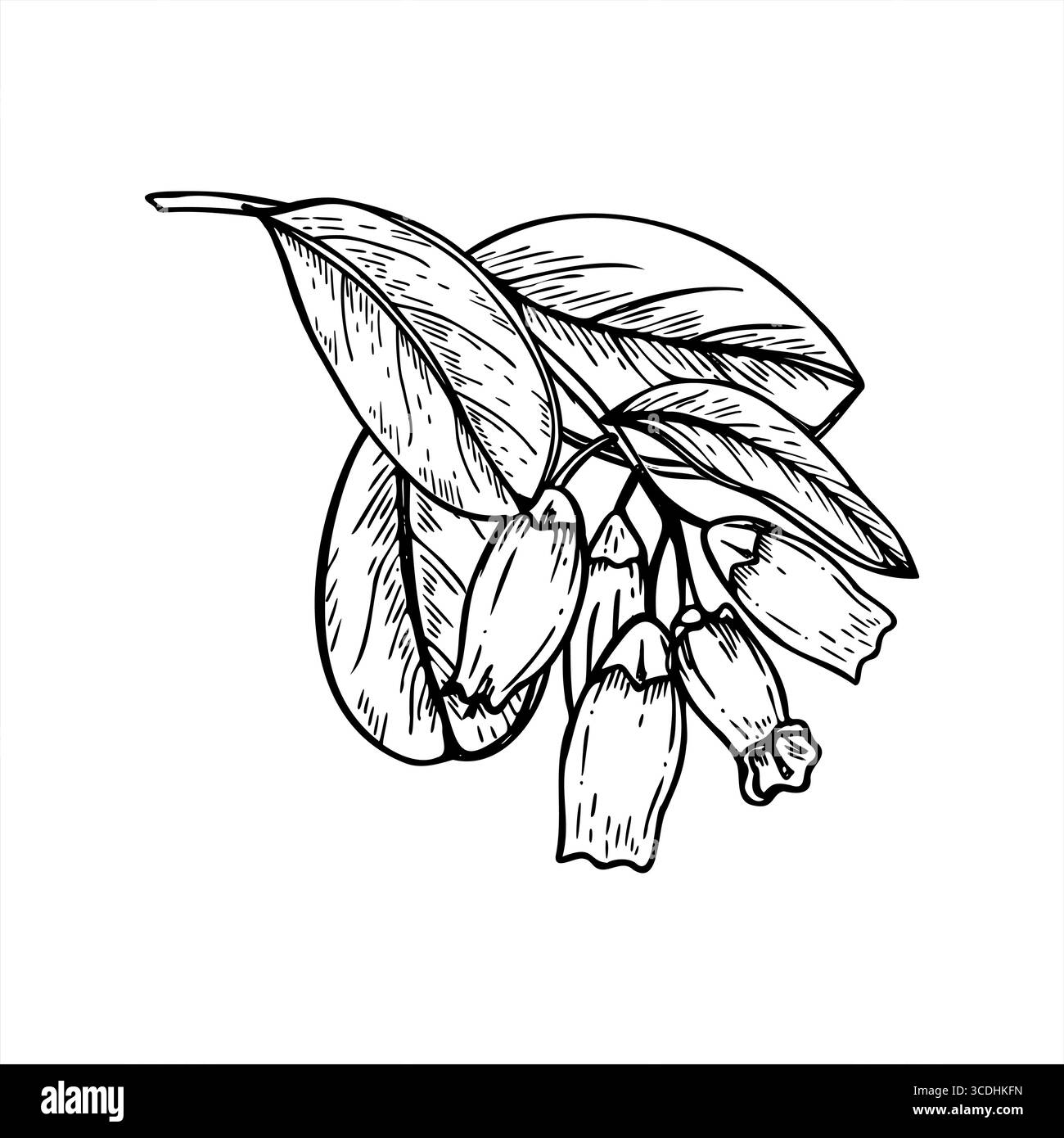 Branche de bleuet en fleurs avec des fleurs et des feuilles monochromes illustration isolée peinte par des encres noires. Petites fleurs sur le buisson de baies en croissance Illustration de Vecteur