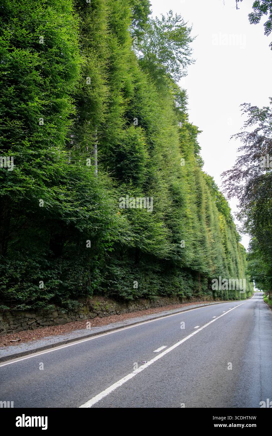 Meikleour Beech Hedge à Perth et Kinross, en Écosse, qui est la plus grande haie du monde, selon le Livre Guinness des Records. Banque D'Images