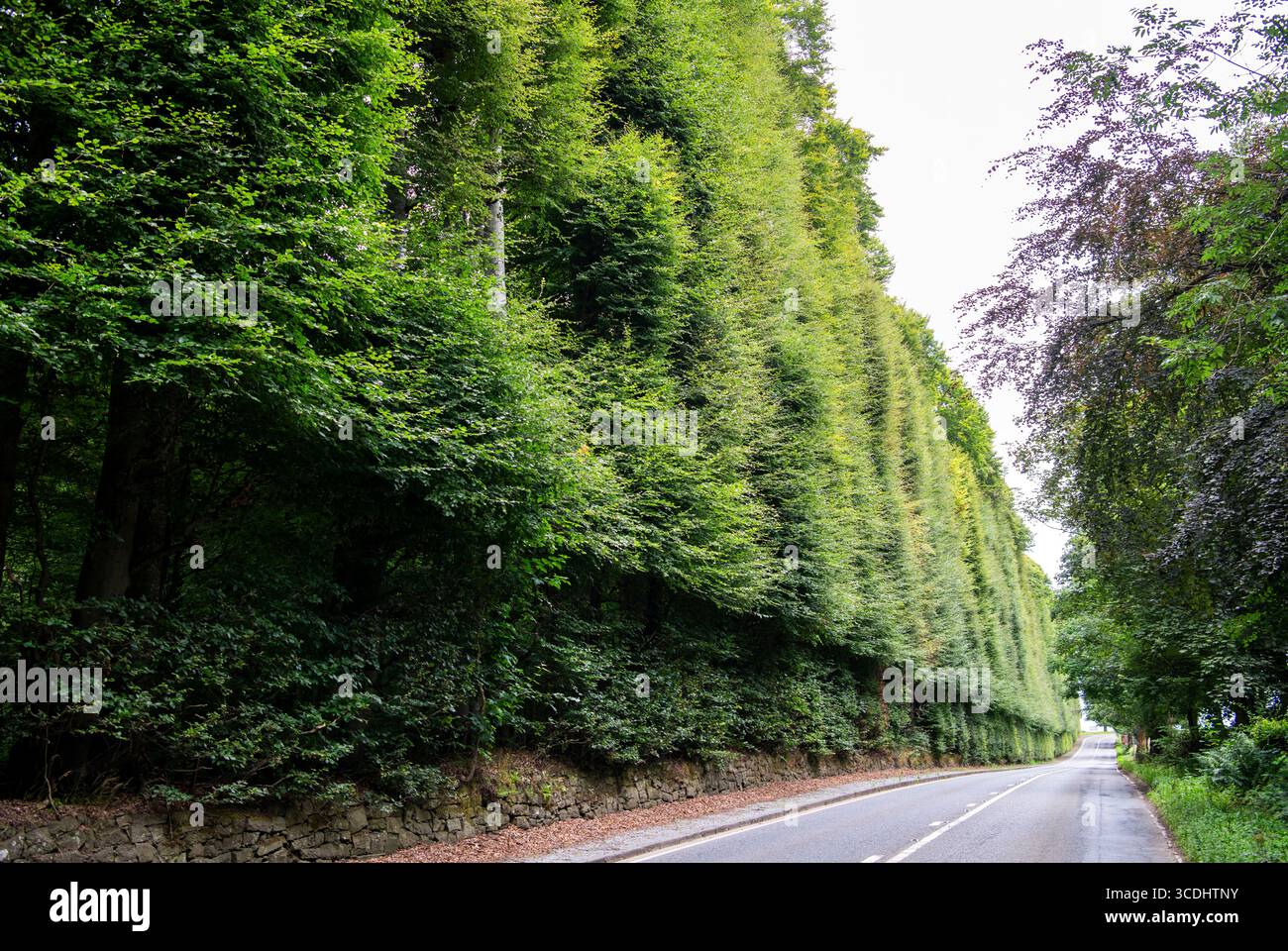 Meikleour Beech Hedge à Perth et Kinross, en Écosse, qui est la plus grande haie du monde, selon le Livre Guinness des Records. Banque D'Images