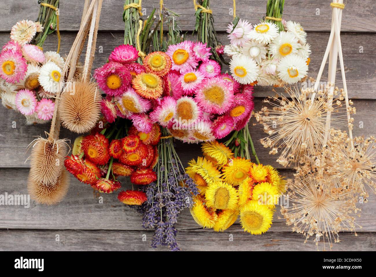 Bouquets de fleurs vibrantes suspendues à l'envers pour sécher, y compris des fleurs de paille, de la lavande, des coquelicots et des alliums pour les arrangements floraux et l'artisanat. Banque D'Images