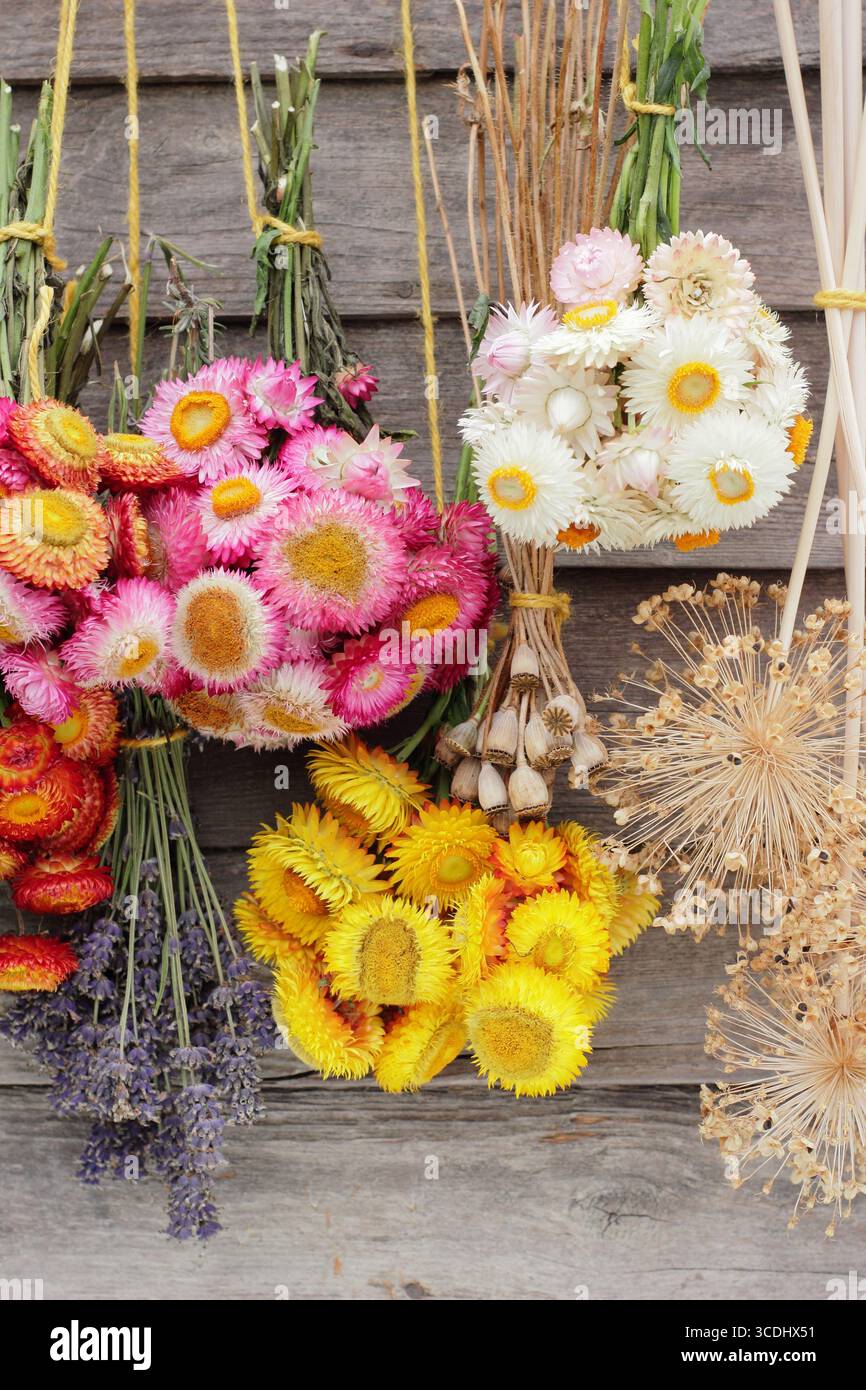 Bouquets de fleurs vibrantes suspendues à l'envers pour sécher, y compris des fleurs de paille, de la lavande, des coquelicots et des alliums pour les arrangements floraux et l'artisanat. Banque D'Images