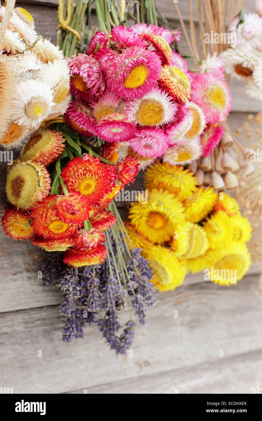 Bouquets de fleurs vibrantes suspendues à l'envers pour sécher, y compris des fleurs de paille, de la lavande, des coquelicots et des alliums pour les arrangements floraux et l'artisanat. Banque D'Images