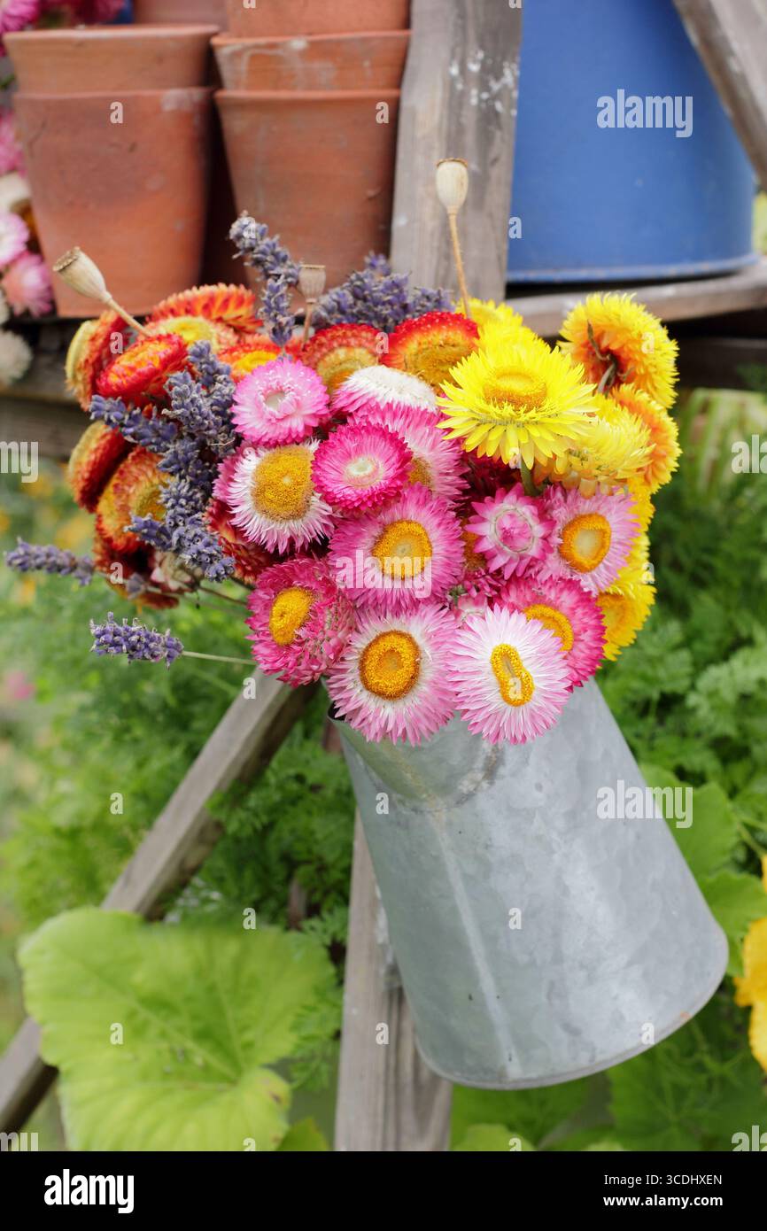 Vif affichage de fleurs séchées. fleurs séchées, coquelicots et lavande disposés dans un vase en métal suspendu à une échelle vintage dans un jardin anglais. Banque D'Images