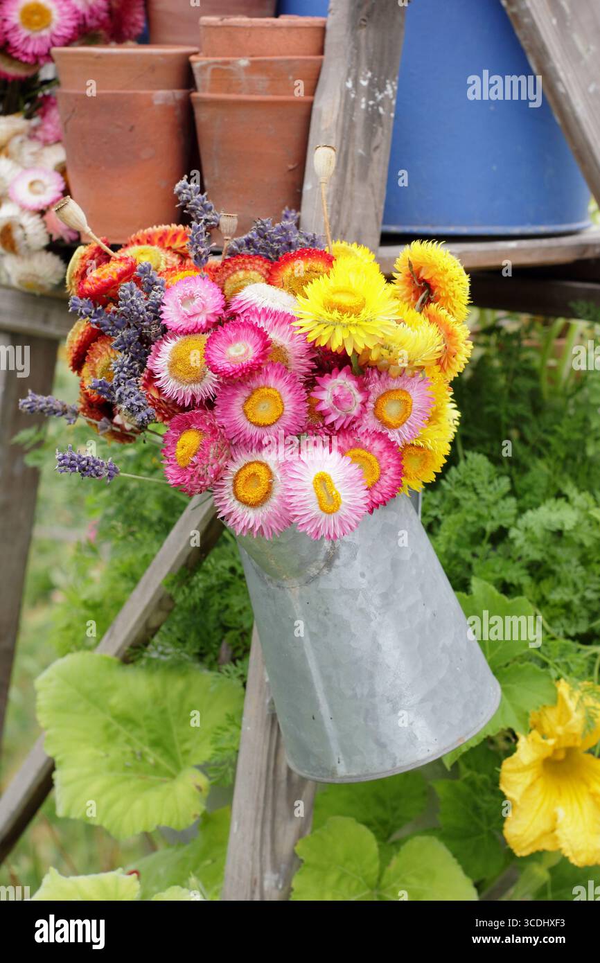 Vif affichage de fleurs séchées. fleurs séchées, coquelicots et lavande disposés dans un vase en métal suspendu à une échelle vintage dans un jardin anglais. Banque D'Images