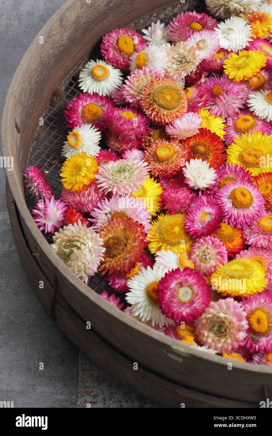 Strawflower. Têtes de fleurs colorées de Xerochrysum bracteatum, (Helichrysums), séchage dans une énigme de jardin pour l'artisanat floral, usage décoratif. ROYAUME-UNI Banque D'Images