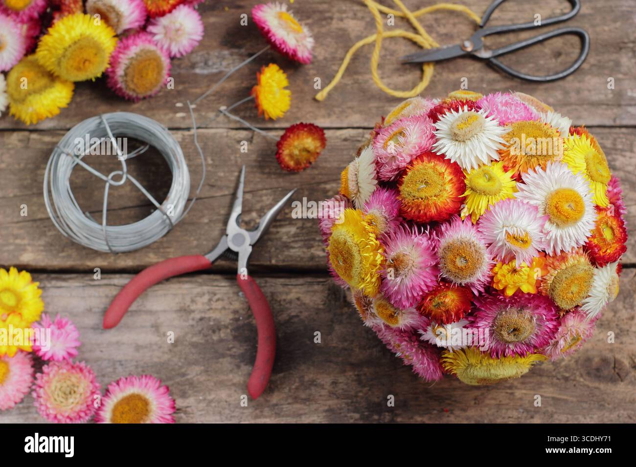 Procédé de fabrication de boules de fard. Têtes de fleurs sèches de Xerochrysum bracteatum (Helichrysum), câblées et insérées dans une sphère de mousse florale pour être suspendues. Banque D'Images
