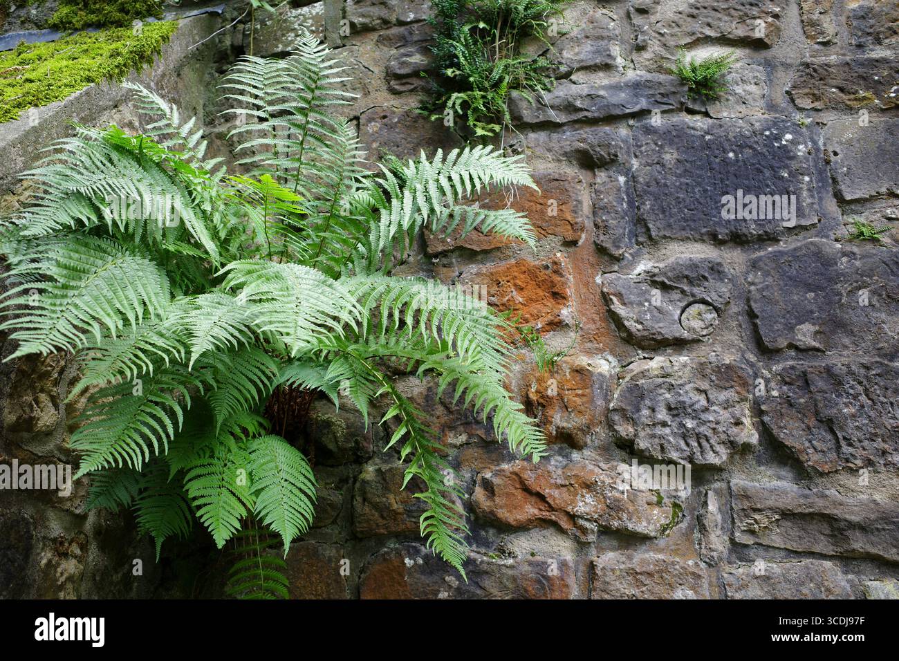 Une fougère pousse à partir de la crevasse d'un vieux mur de pierre démontrant l'adaptabilité de la nature. Le mur est fait de pierres de forme irrégulière avec des taches de Banque D'Images