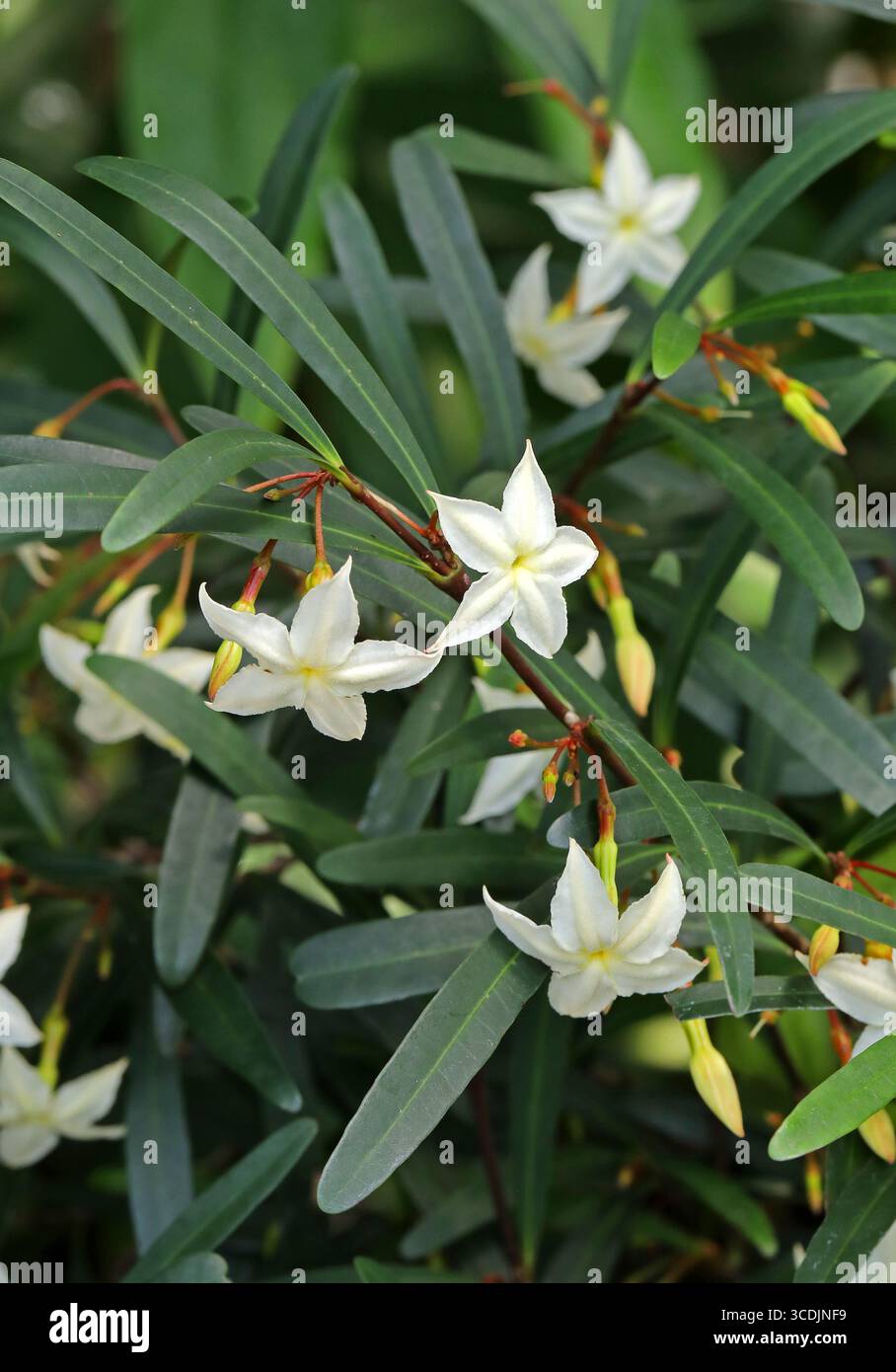 Faux bois de caoutchouc ou popcorn beurré, Mascarenhasia arborescens, Apocynaceae. Kenya au Mozambique, W. Océan Indien. C'est un arbuste ou un arbre. Banque D'Images