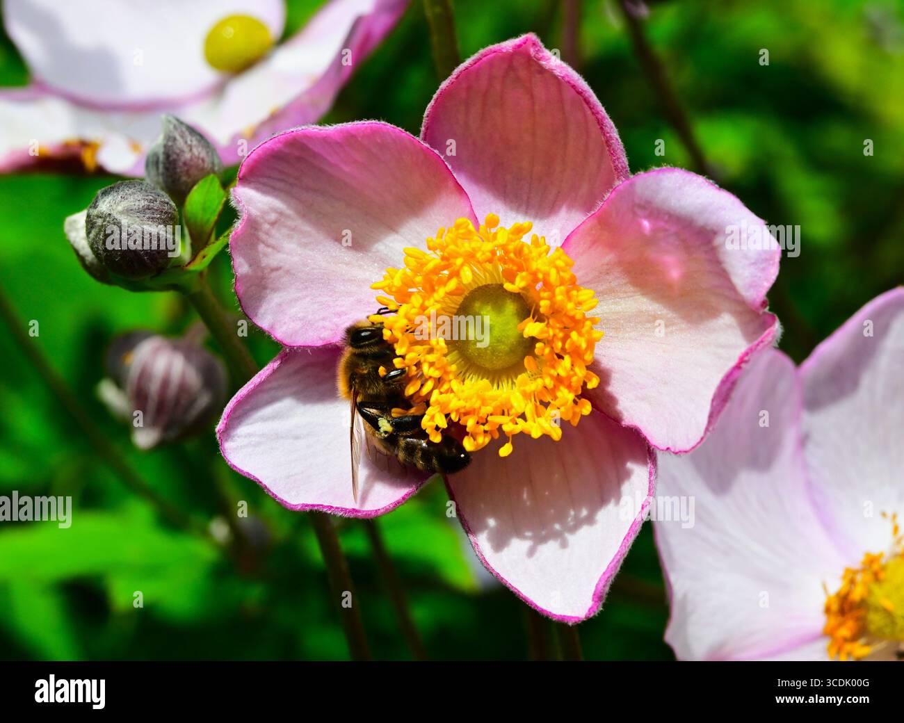 Gros plan d'une abeille de miel, abeilles sociales, famille Apidae sur étamines de fleurs en coupelle d'Anemone x hybrida Banque D'Images