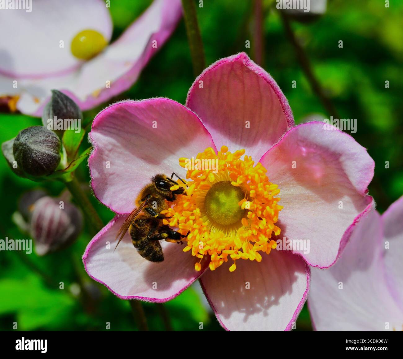 Gros plan d'une abeille de miel, abeilles sociales, famille Apidae sur étamines de fleurs en coupelle d'Anemone x hybrida Banque D'Images
