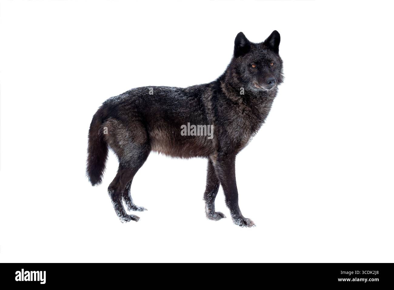 loup noir canadien hiver isolé sur fond blanc. Banque D'Images