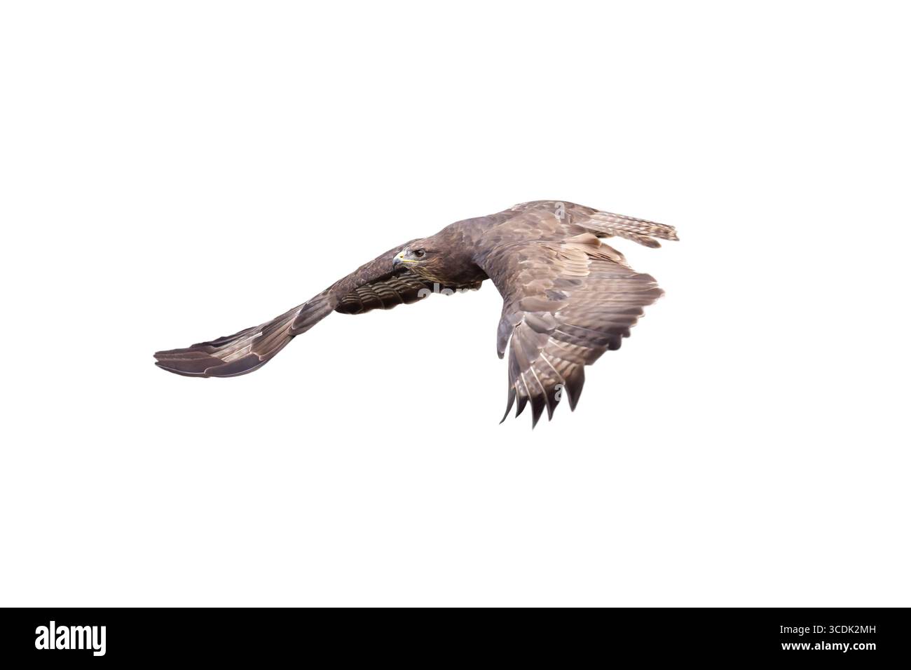 hawk (Buteo buteo) en vol isolé sur fond blanc Banque D'Images