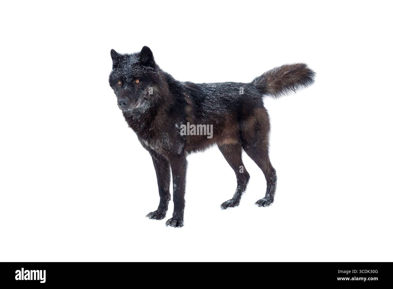 loup noir canadien hiver isolé sur fond blanc. Banque D'Images