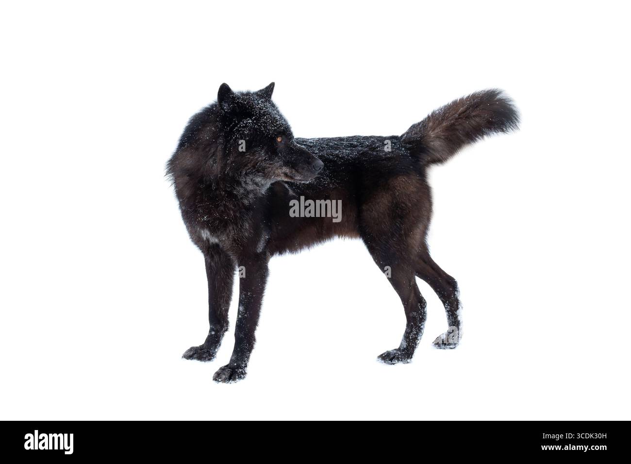 loup noir canadien hiver isolé sur fond blanc. Banque D'Images