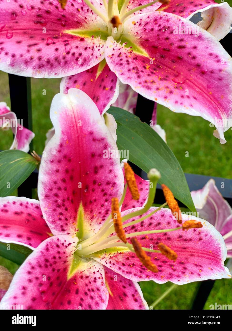 Beaux pétales rose vif de Stargazer Lilies - Image de stock capturée avec un smartphone