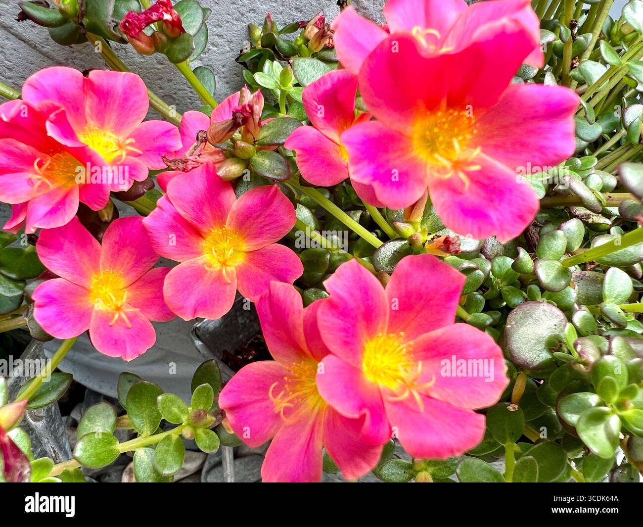 Fleurs de purslane rose chaud avec des centres jaune vif - Image de stock capturée avec un smartphone