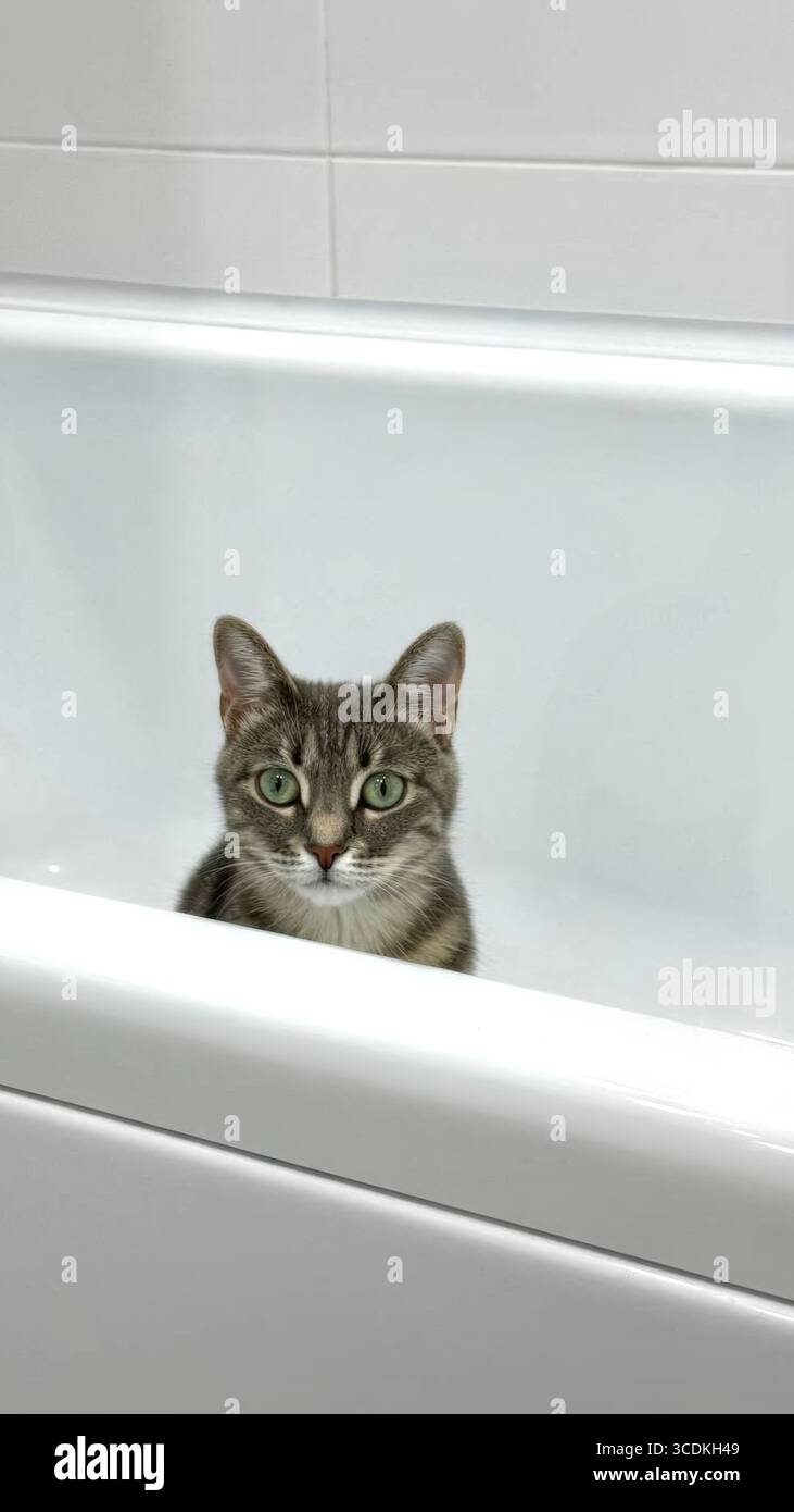 Chat Tabby avec les yeux verts assis dans une baignoire blanche Banque D'Images