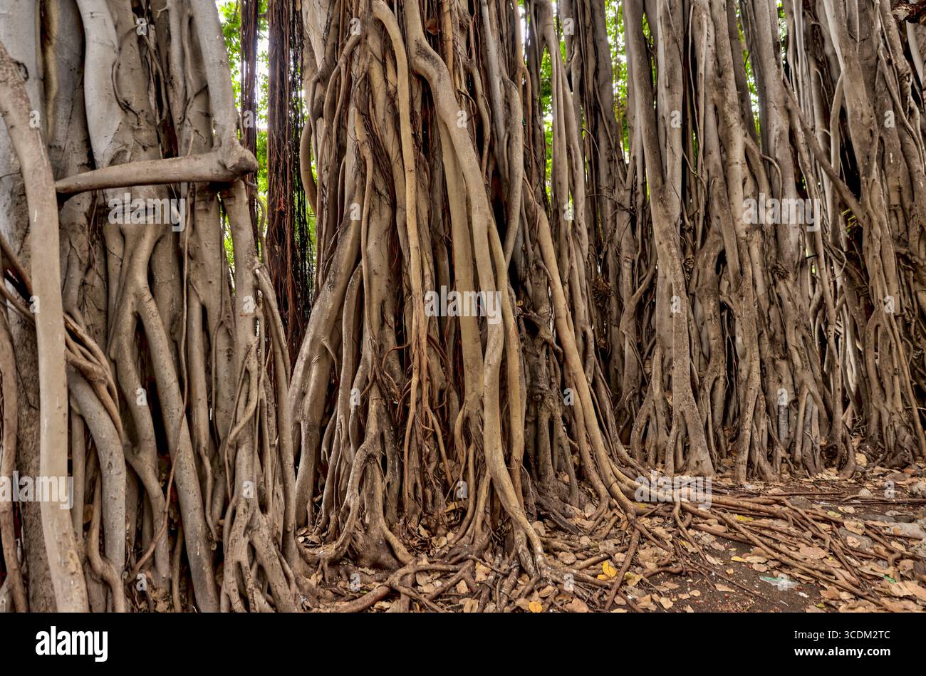 Honolulu, Hawaï - 29 mars 2022 : Banyan Trees sur le terrain du Palais Royal Iolani à Honolulu Banque D'Images