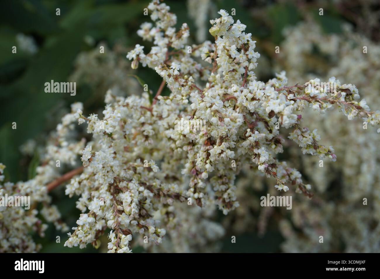Macrophotographie gros plan des fleurs blanches d'une Fallopia japonica, ou weed japonaise, une plante envahissante Banque D'Images