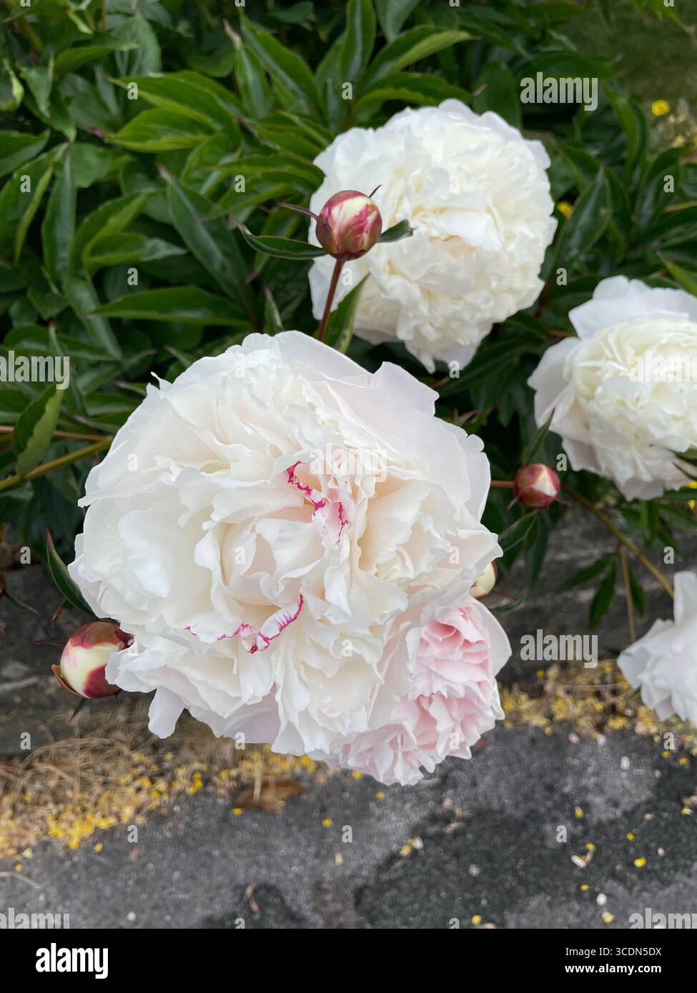 Pivoine blanche élégante en pleine floraison, pétales délicats à volants et feuillage vert luxuriant dans un jardin d'été. - Image de stock capturée avec un smartphone
