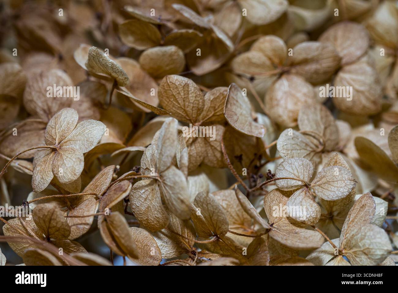 Une couche de fleurs Hydrangeo séchées, biège naturel aux couleurs brunes pour un fond Banque D'Images