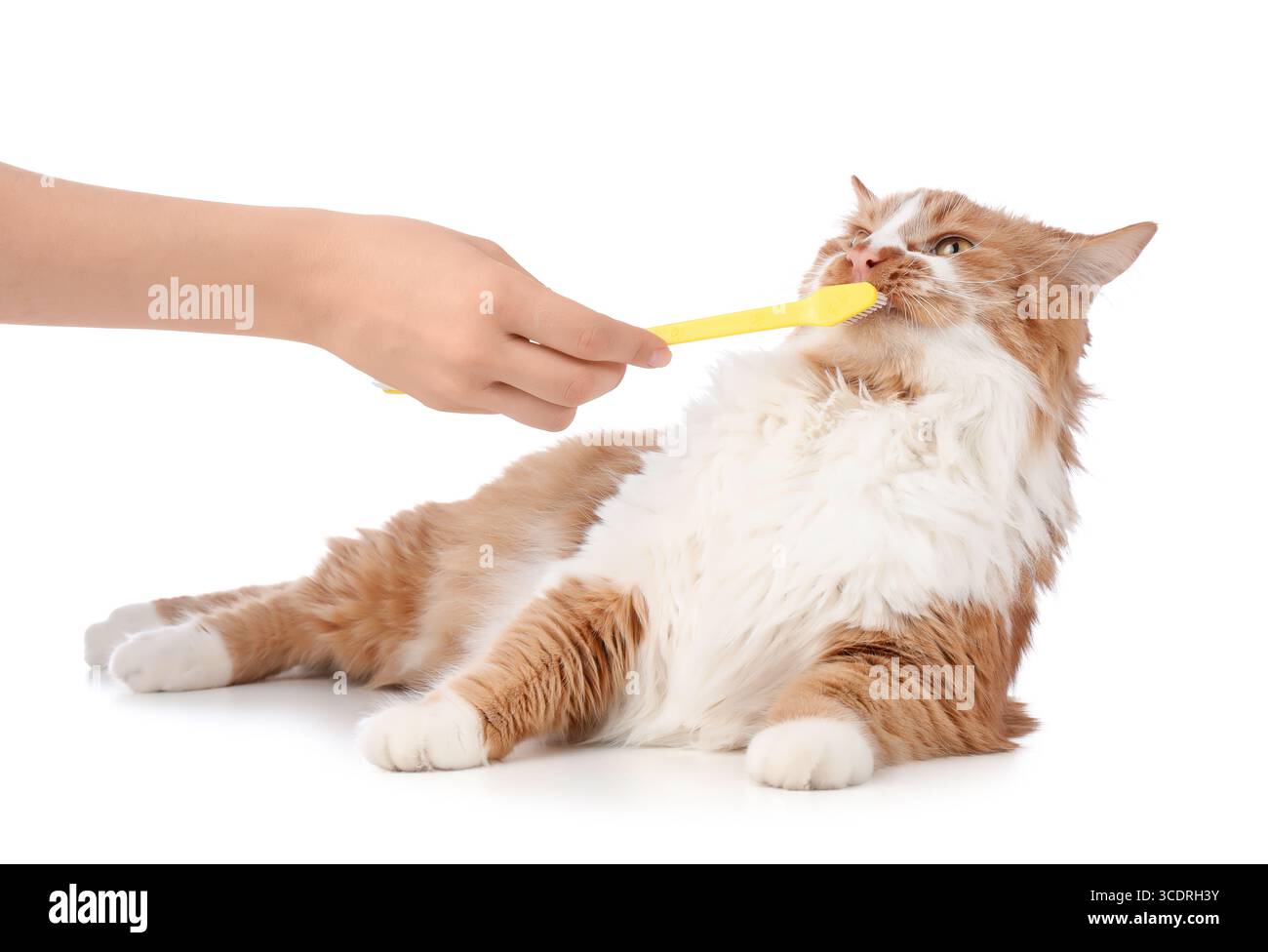 Propriétaire brossant les dents de chat mignon sur la table sur fond blanc Banque D'Images