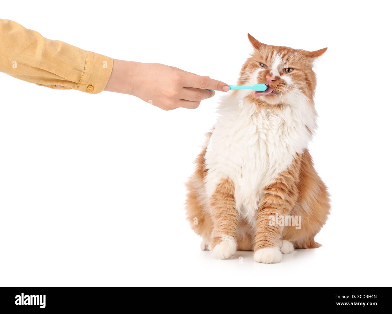 Propriétaire brossant les dents de chat mignon sur la table sur fond blanc Banque D'Images
