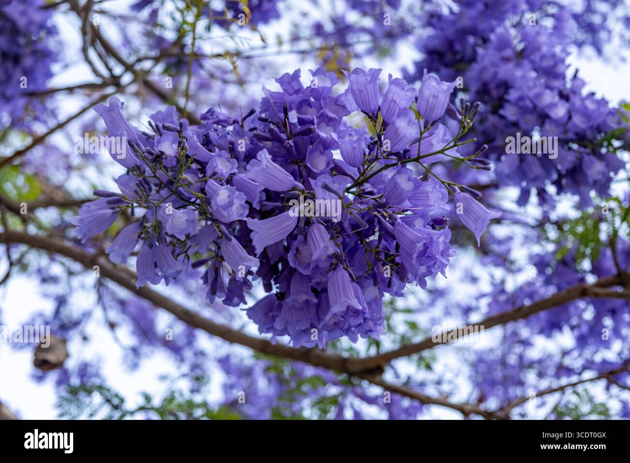Grappe de fleurs de Jacaranda en gros plan, pétales violets délicats, forme tubulaire, texture fine détaillée des fleurs. Banque D'Images