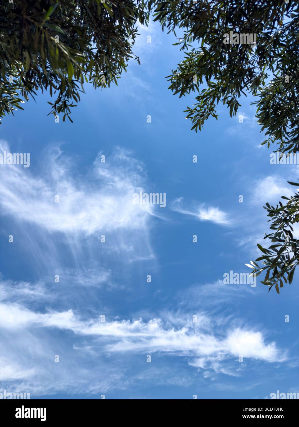 Branches d'olivier avec des feuilles vertes encadrent un ciel bleu nuageux, vue à angle bas, modèle de carte de printemps Banque D'Images