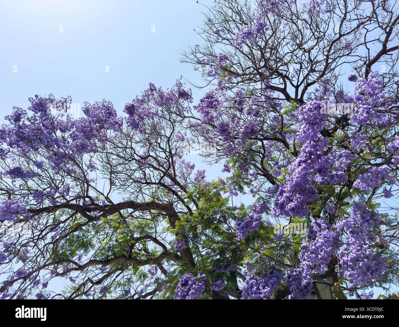 Jacaranda mimosifolia arbre en pleine floraison avec des grappes de fleurs violettes brillantes contre le ciel bleu Banque D'Images