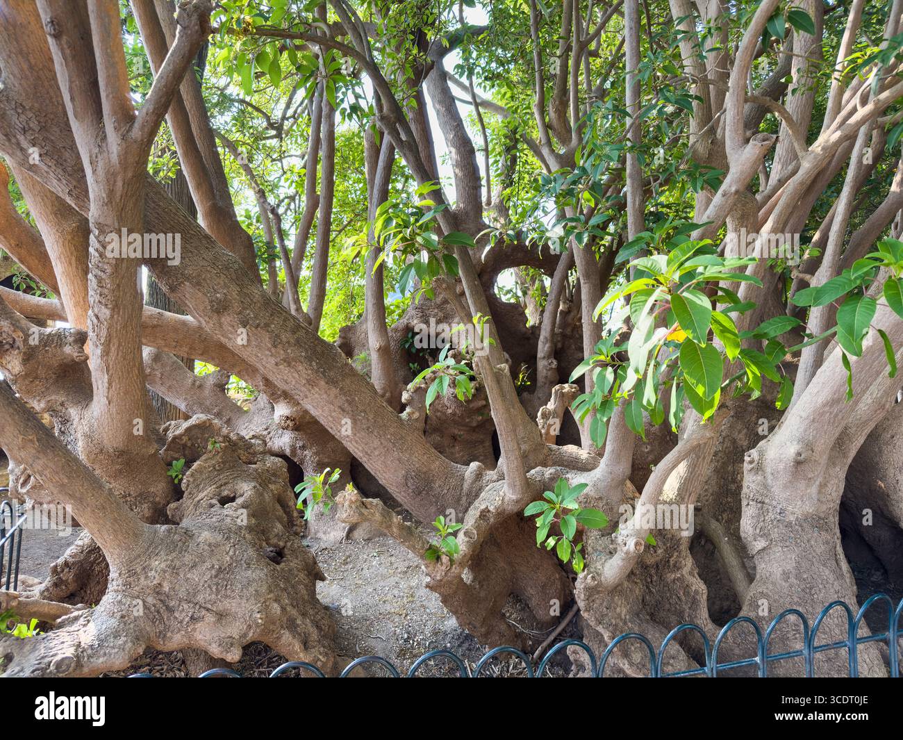 Vieux ficus macrophylla à tronc multiple avec des racines torsadées épaisses et un feuillage vert dans un parc public. Aussi connu sous le nom de figue de Moreton Bay ou banya australienne Banque D'Images