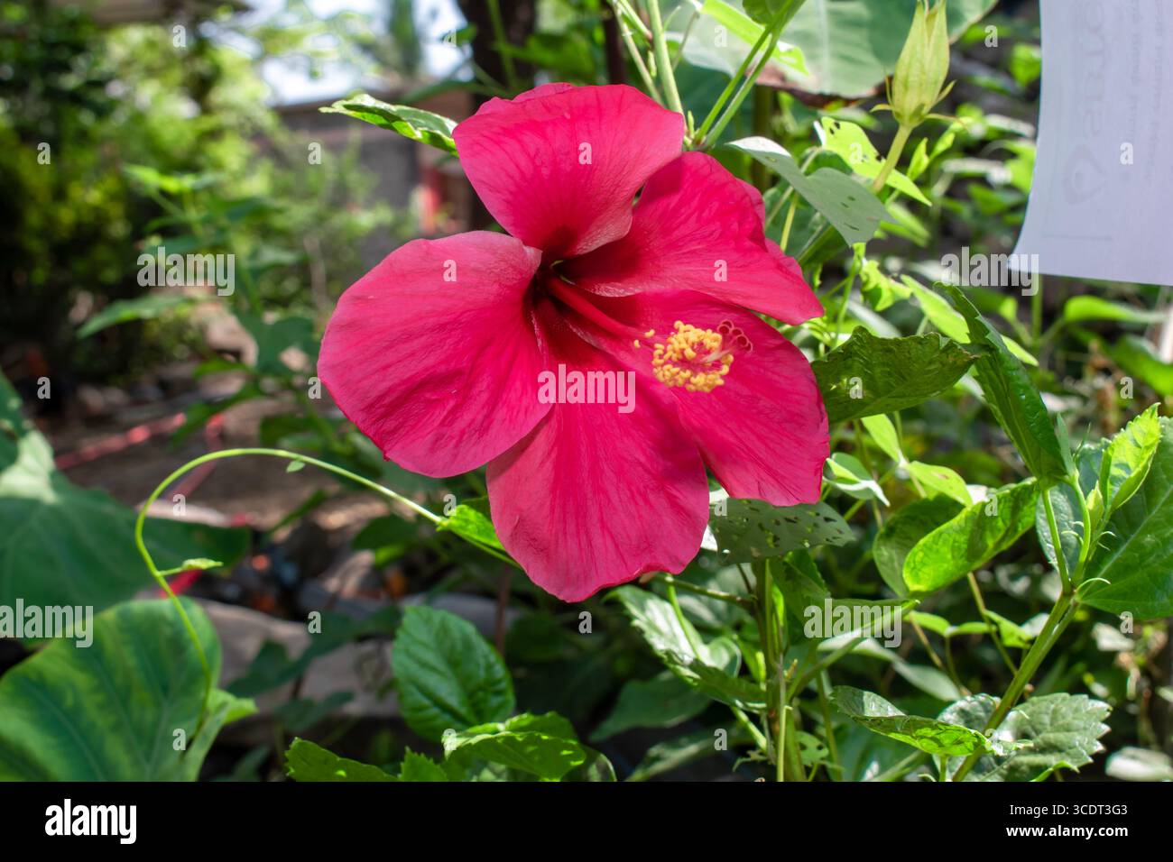 Une belle fleur d'hibiscus sur branche dans le jardin Banque D'Images
