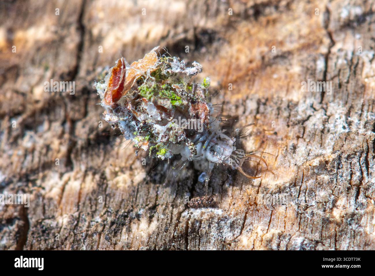 Larve verte lacée camouflée avec des débris de lichen et d'insectes pour éviter la prédation par les fourmis lorsqu'elle se nourrit de pucerons, Surrey, Angleterre, Royaume-Uni Banque D'Images