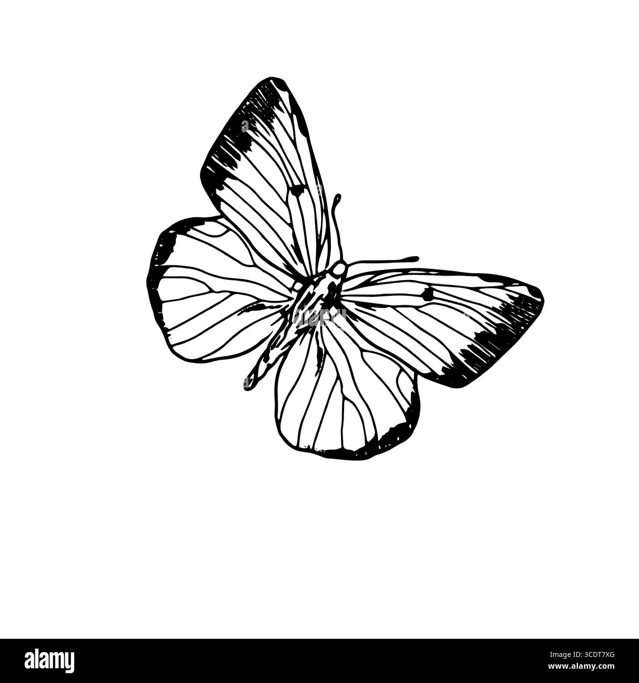 Papillon gracieux avec des ailes, croquis noir et blanc. Illustration vectorielle. La silhouette d'un papillon argousier est isolée sur un fond blanc. Illustration de Vecteur