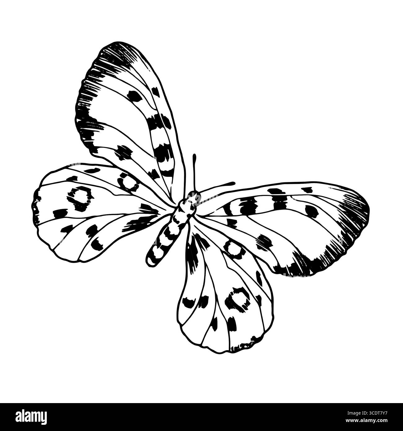 Papillon gracieux avec des ailes, croquis noir et blanc. Illustration vectorielle. La silhouette du papillon Apollon est isolée sur un fond blanc. Illustration de Vecteur