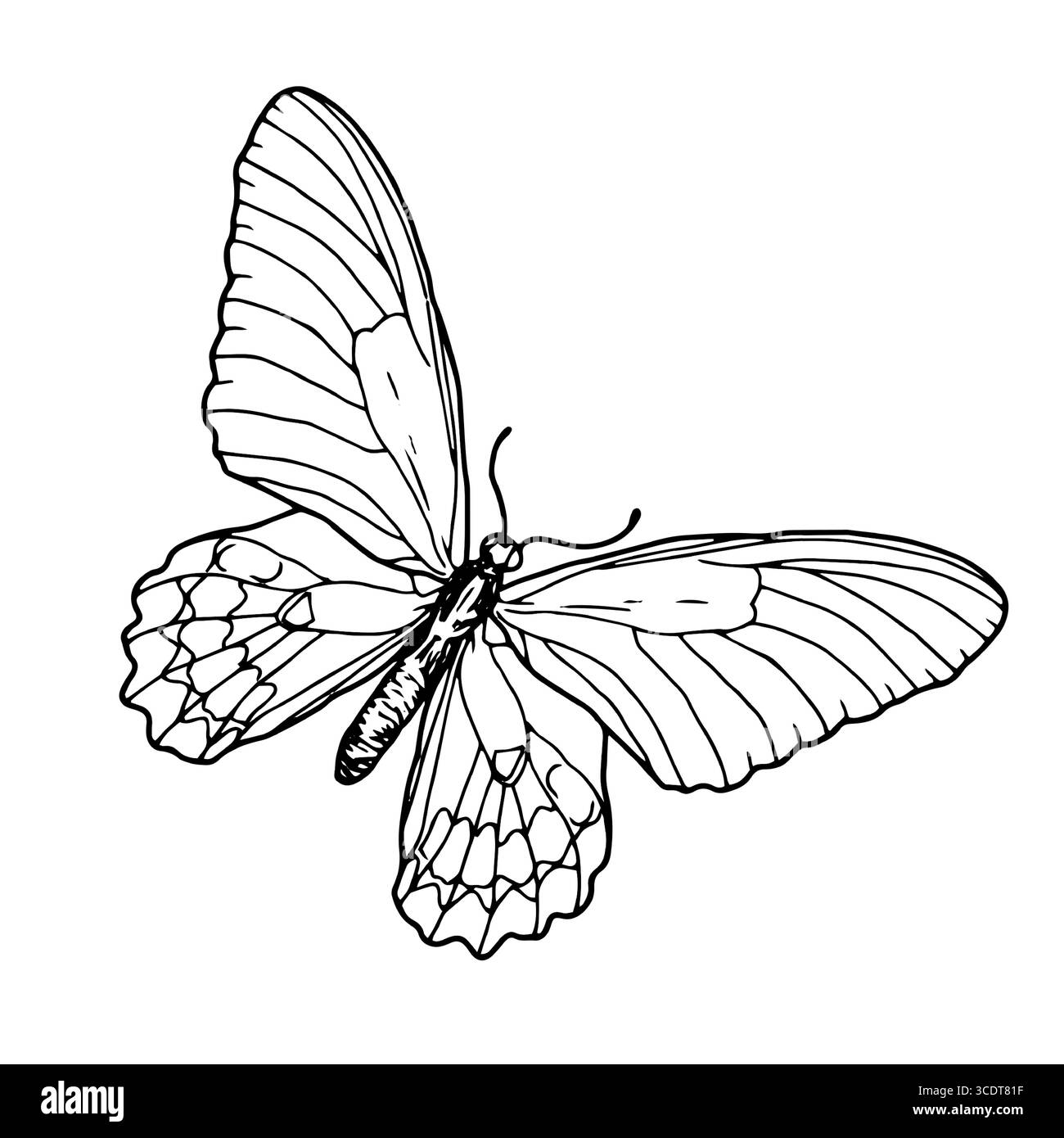 Papillon gracieux avec des ailes, croquis noir et blanc. Illustration vectorielle. La silhouette d'un papillon de voilier est isolée sur un fond blanc. Illustration de Vecteur
