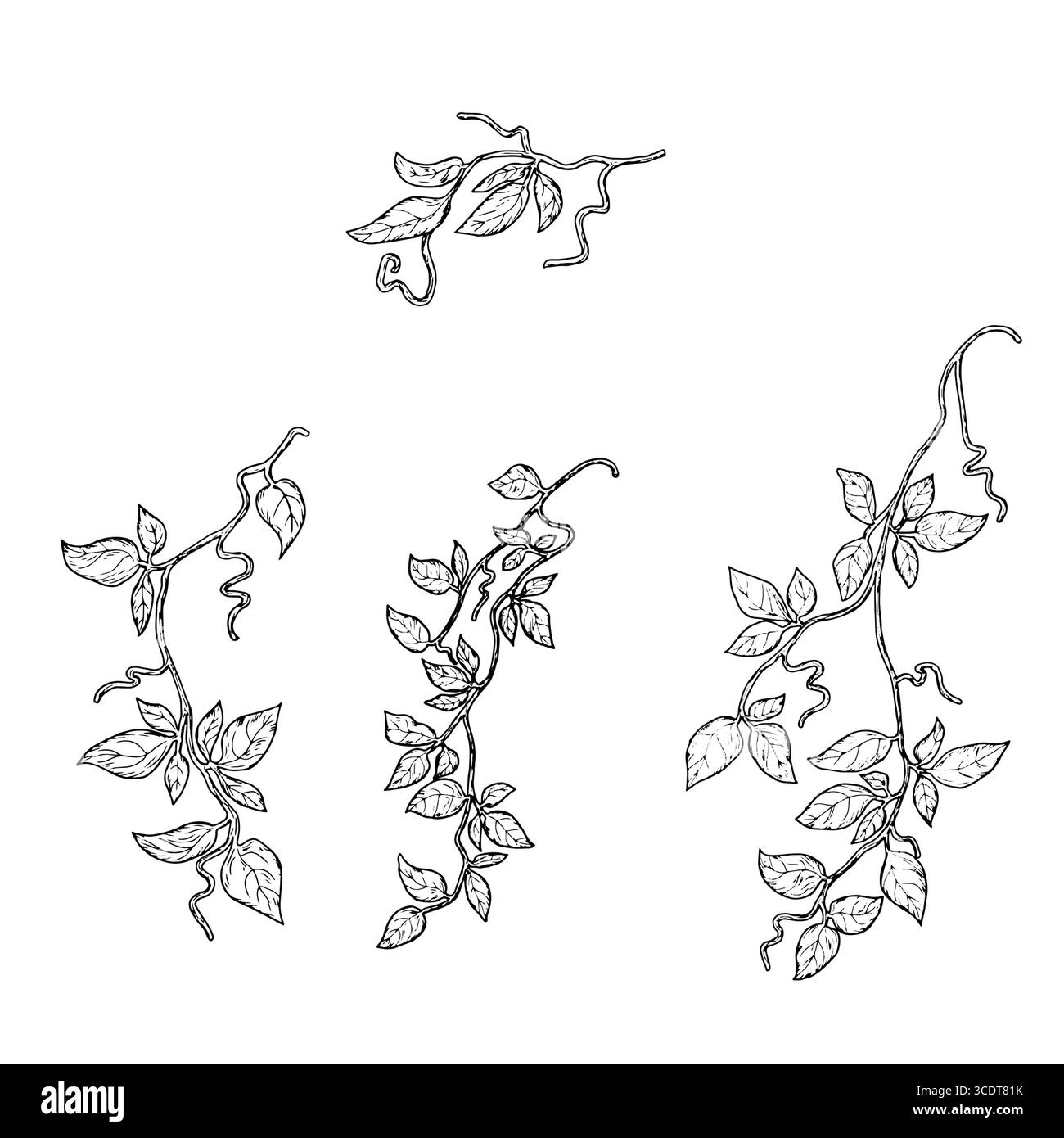 Branches gracieuses d'une plante grimpante avec des feuilles vertes et des vrilles, croquis noir et blanc. Illustration vectorielle. Lierre et feuillus grimpant sur la vigne Illustration de Vecteur