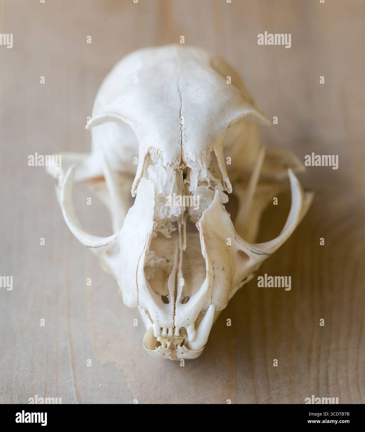 Un crâne de Bobcat trouvé dans la réserve d'État d'Ano Nuevo, comté de San Mateo, Californie. Banque D'Images