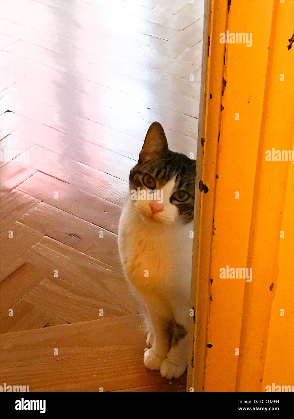 Tabby et chat blanc assis près d'une porte. Banque D'Images