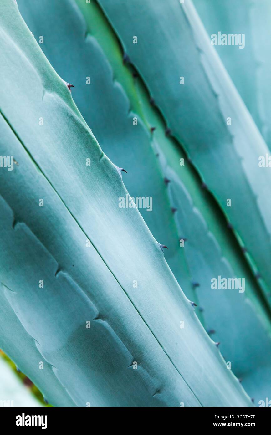 Tiges de plantes d'aloès, gros plan. Blue Agave. Banque D'Images