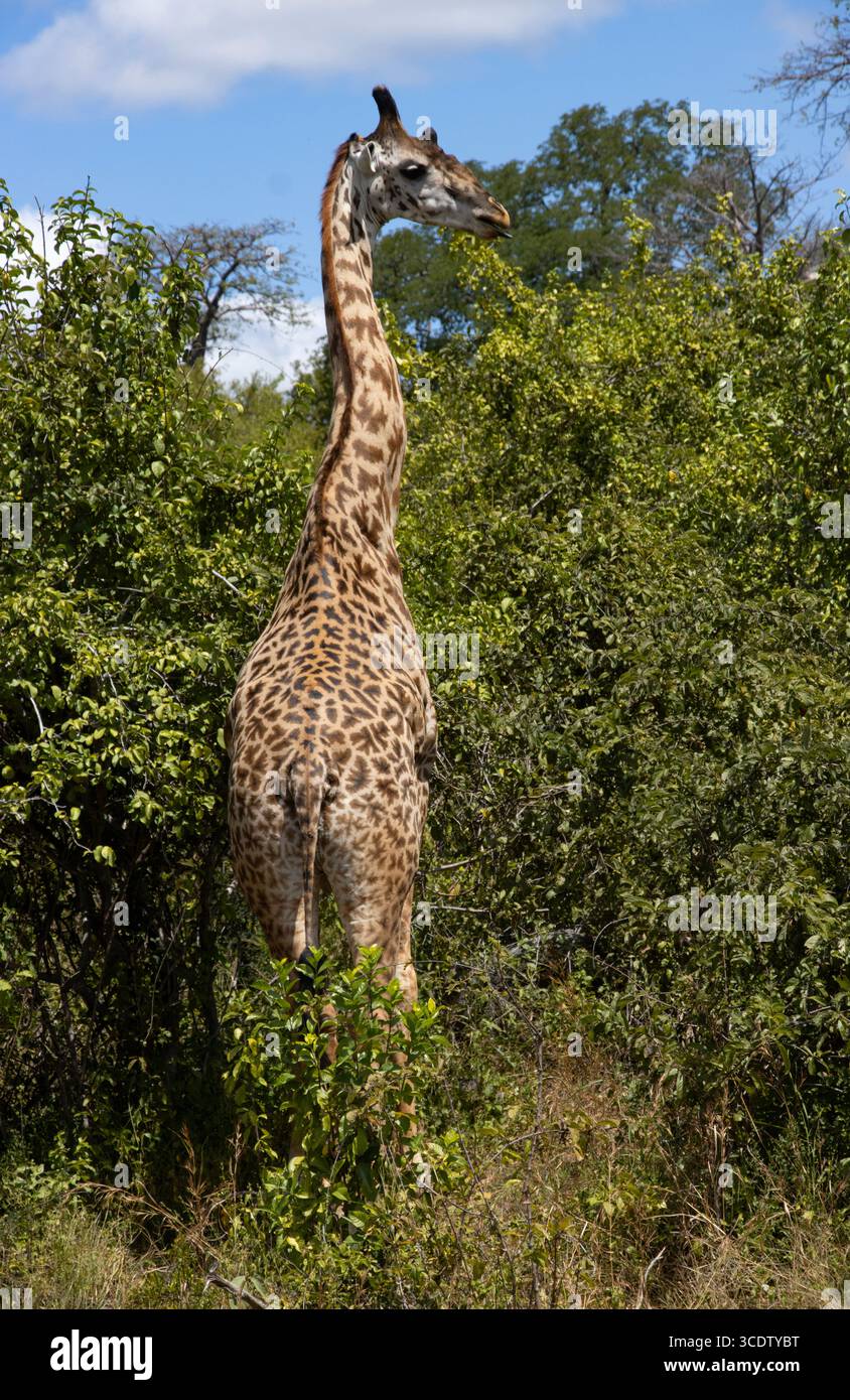 Lorsqu'on le voit de profil, la tête d'une girafe Masaï peut clairement être considérée comme étant masculine. Ils ont une troisième corne prononcée qui est une croissance osseuse sur le crâne Banque D'Images Lorsqu'on le voit de profil, la tête d'une girafe Masaï peut clairement être considérée comme étant masculine. Ils ont une troisième corne prononcée qui est une croissance osseuse sur le crâne Banque D'Images
